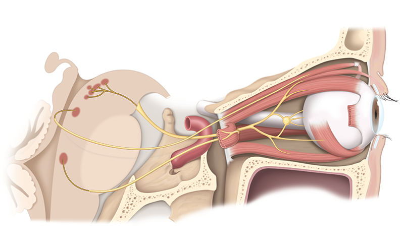 Brainstem Anatomy of the Cranial Nerves Involved in Eye Movement